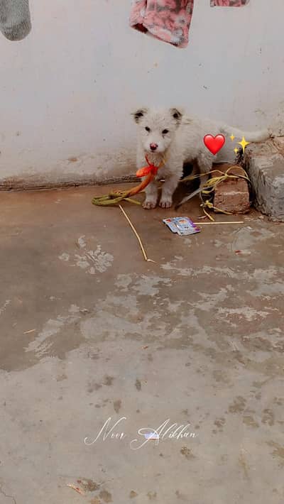 pista female puppy available