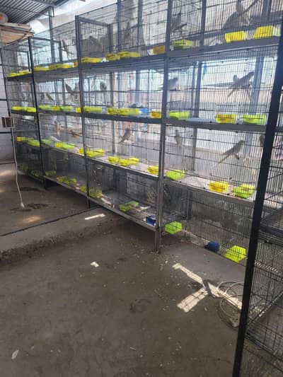 Cocktail Galvanized cages