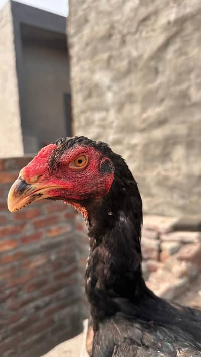 VVIP long heighted  shamo patha