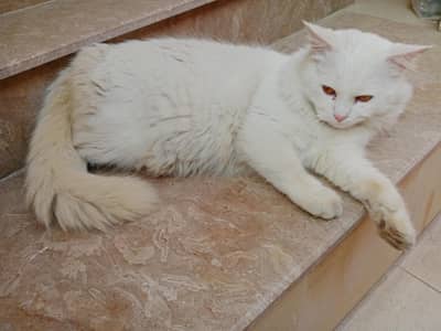 double coat yellow eyes