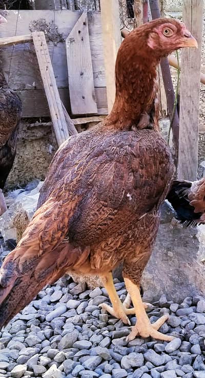 Best Quality Aseel Breed