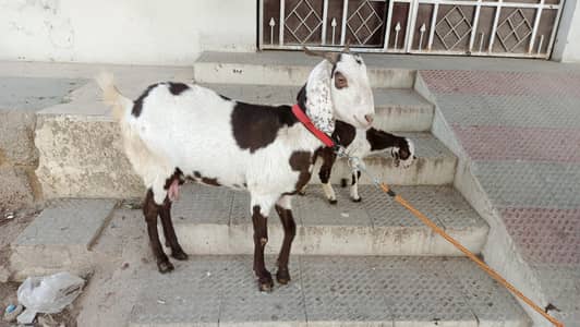 Bakri with female kid