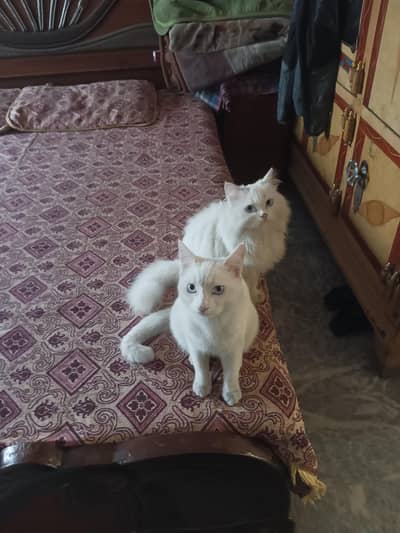 Persian cats