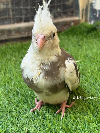 Handtamed cockatiels / handtame cocktail
