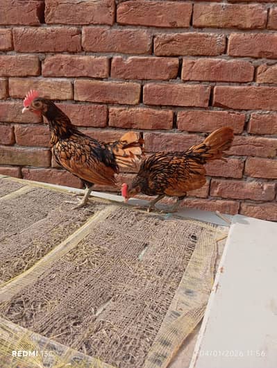 active and healthy goldan puf