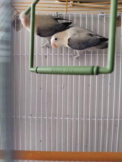 pair of Love birds