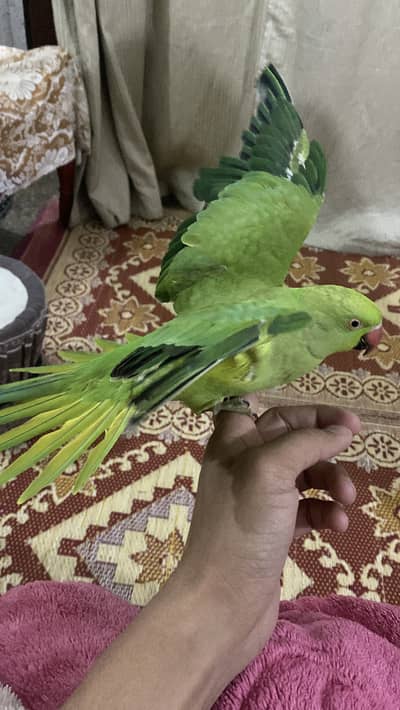 Green Parrot