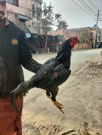 Pakistani Or Shamo Cross PakShamo Aseel