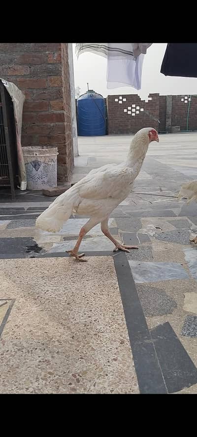 black and waith female 03174396243 is number per rabta kare