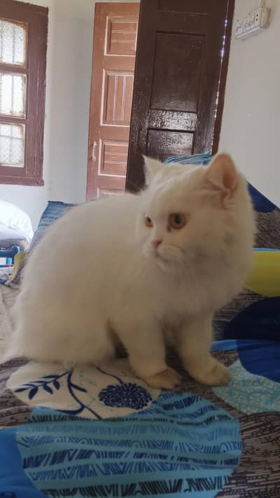 Persian cat | Age one year plus with beautiful pretty eyes.