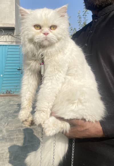 Punch face triple coat female cat