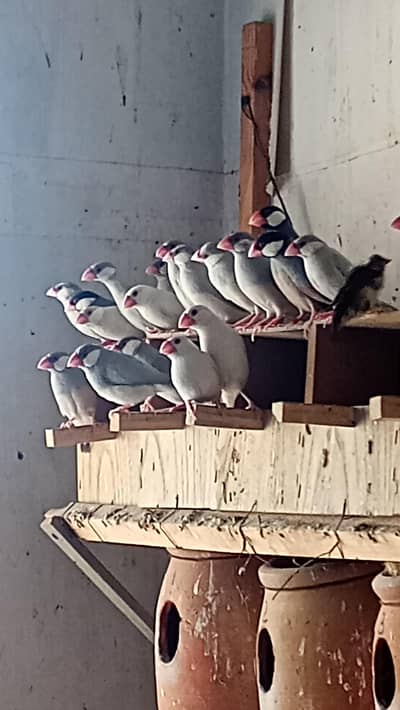 Black gray white red eye java bird pair