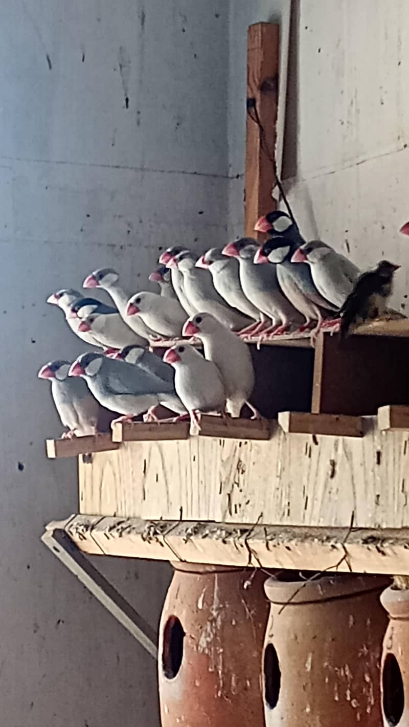 Black gray white red eye java bird pair 0