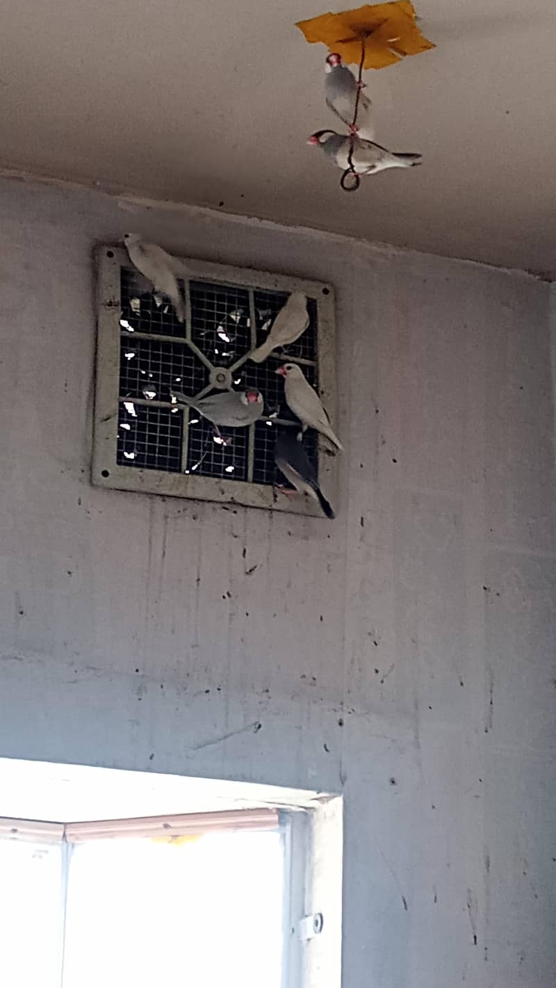 Black gray white red eye java bird pair 1