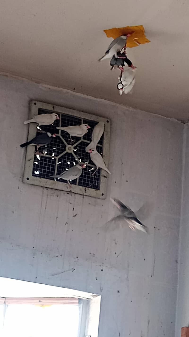 Black gray white red eye java bird pair 2