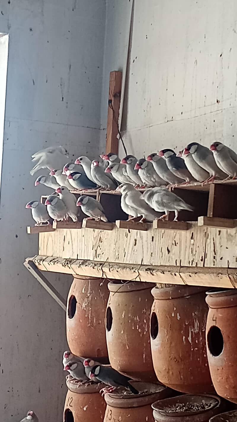 Black gray white red eye java bird pair 3