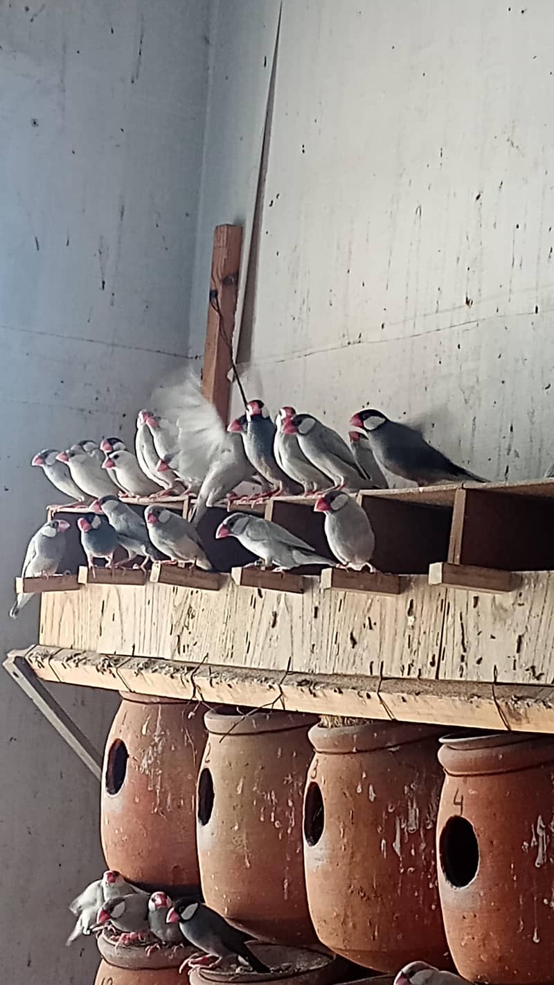 Black gray white red eye java bird pair 4