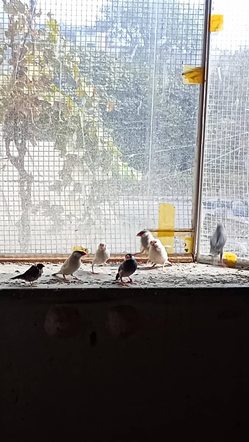 Black gray white red eye java bird pair 5