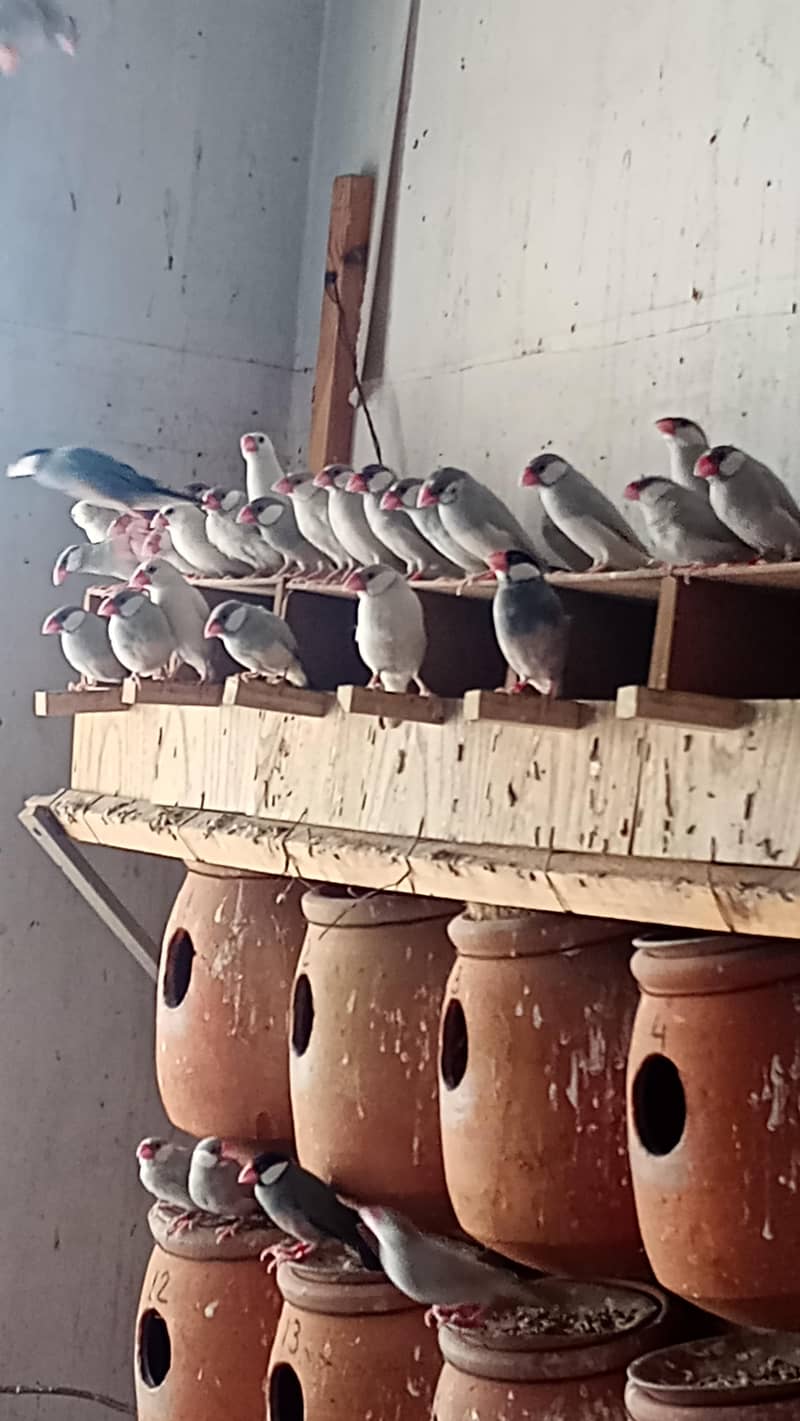 Black gray white red eye java bird pair 6