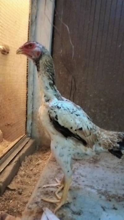 PURE SHAMO FEMALE FOR SALE