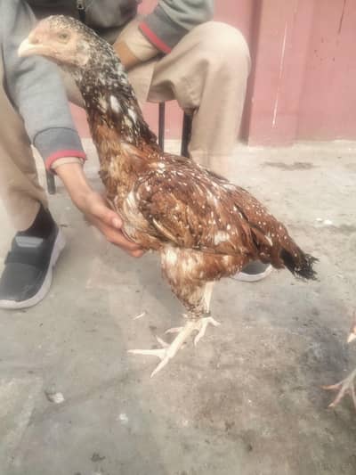 Aseel Sindhi Cheeni murgi urgent for sale