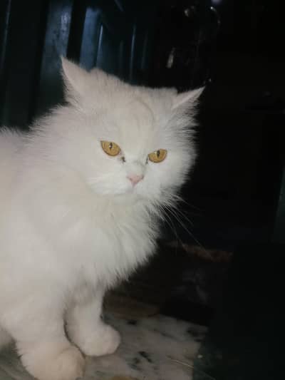 Persian cat with beautiful eyes soft hairs