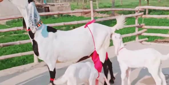 dasi bkri for sale 2 bacho wali bkri whasthp number 03102729682