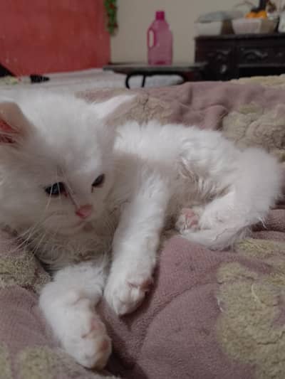 persian kitten for sale