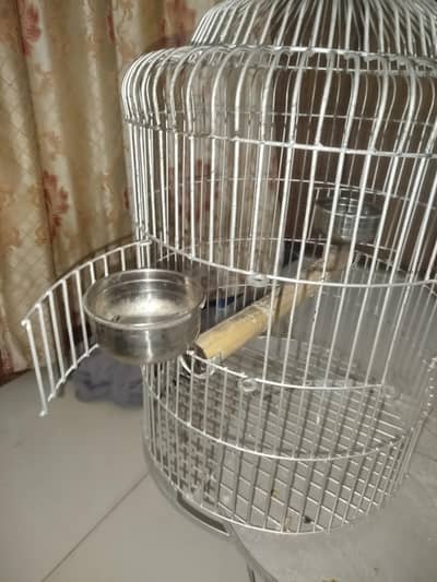 16 inch Pingra (Pumpkin Cage ) Raw Parrot