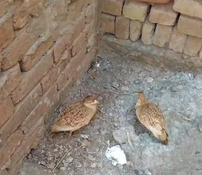 Dakhnii Breeder Female For Sale