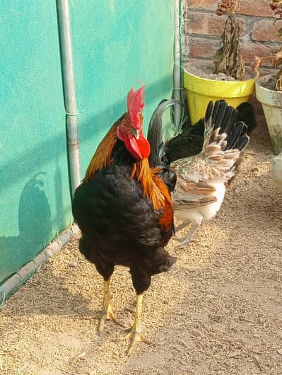 Gold Mesri Hens