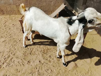 Bakra 2 dant breader ha