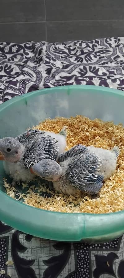 raw Kashmir chicks 03240045535