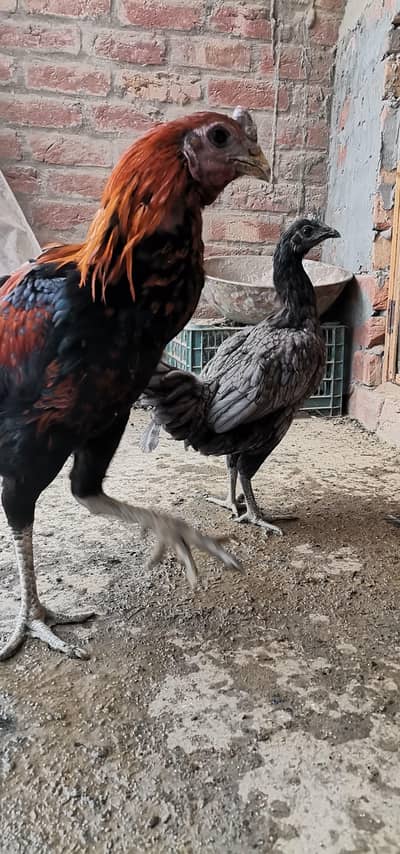 Thai blue dragon pair