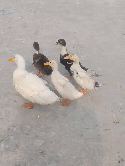 5 Ducks for Sale – 1 Big Duck + 4 Medium Size Baby Ducks (Healthy)