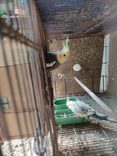 Gray to cream pearl breeder pair