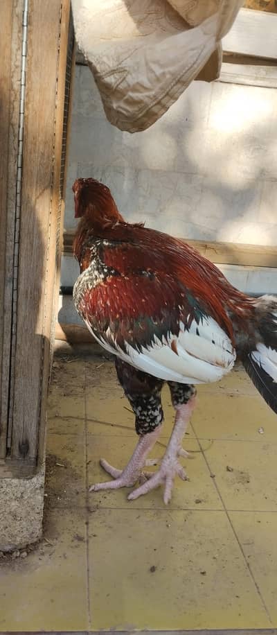 Aseel murgha n murgi for sale