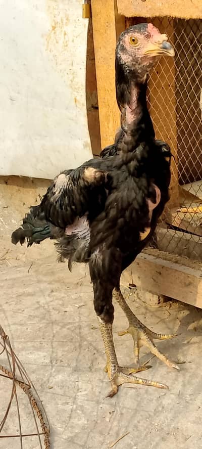 aseel shamo cross thai