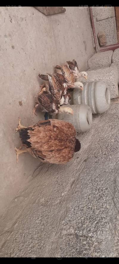 ASEEL CHICKS WITH HEN