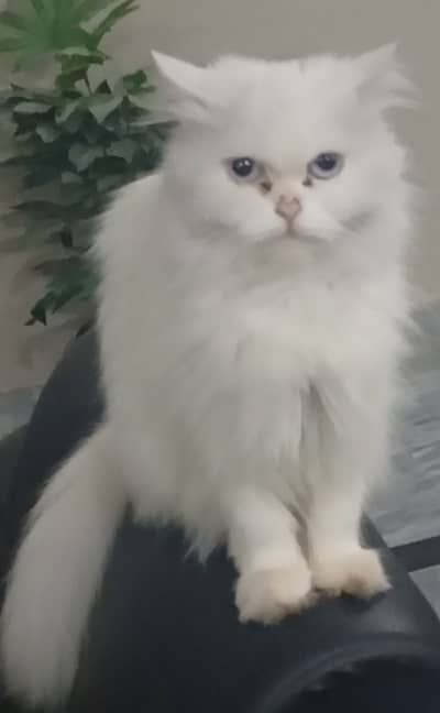 2 yrs old Persian female cat