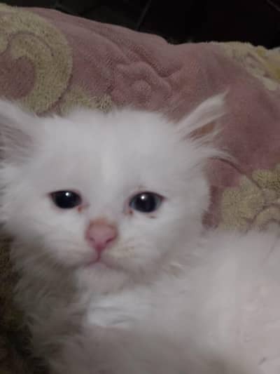 Persian kitten for sale