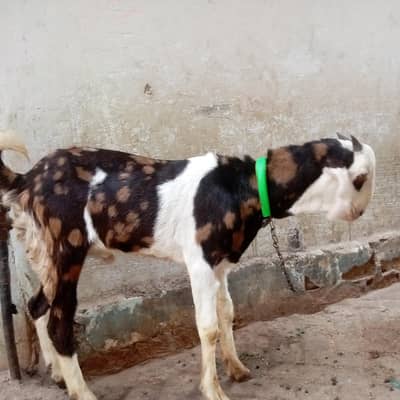 BAKRY TOTA PURI 2 MALES