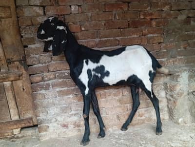 Beetal ablak goat for sale
