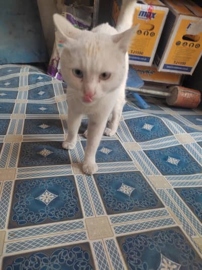Persian odd eyes cat for sale