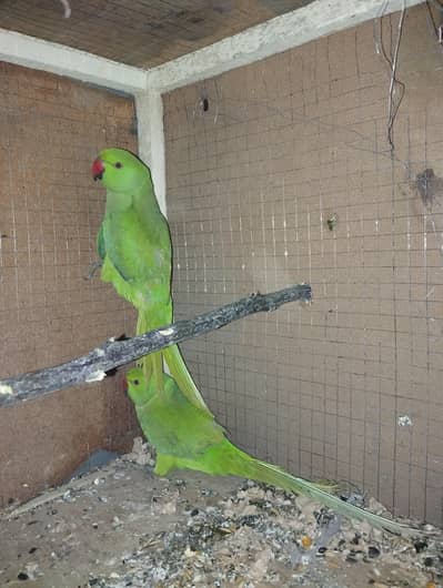 Male female kanfaram ha