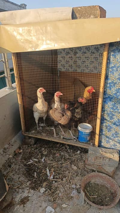 Aseel Rooster & Hens