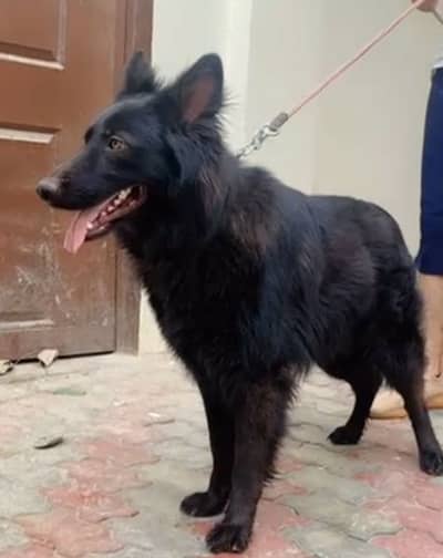 Black GSD long coat for sale