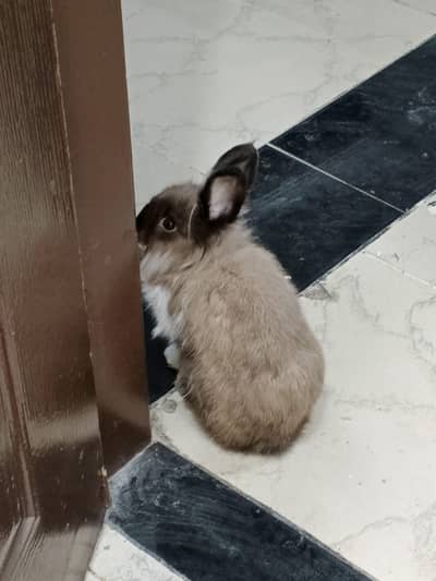 lion head rabbit brown color with litter and cage