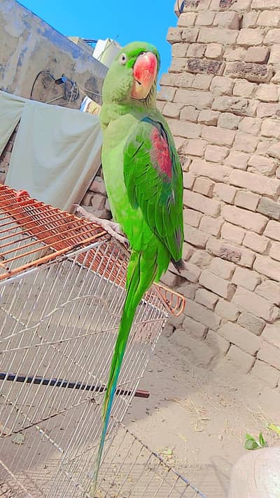 parrot male hai bolta hai
