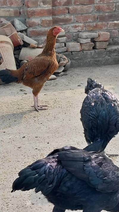 Kurk hens or pathiy for sale